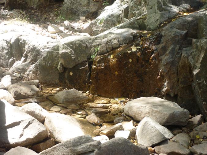 Rettili della Corsica